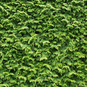 Cupressocyparis Leylandii Plants 60/90cm