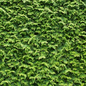 Cupressocyparis Leylandii Potted Plants - 40/60cm