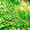 Cupressocyparis Leylandii Potted Plants - 40/60cm