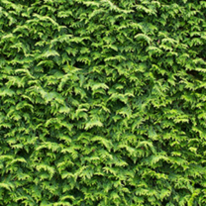 Cupressocyparis Leylandii Potted Plants - 60/90cm