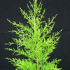 Cupressus macrocarpa Plant - Goldcrest