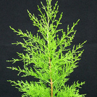 Cupressus macrocarpa Plant - Goldcrest