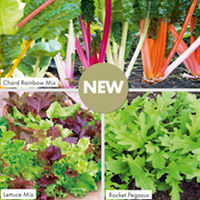 Cut-&-Come Again Winter Salad Plants - Collection