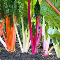 Cut-and-Come Again Winter Salad Collection