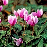 Cyclamen Bulbs - Collection