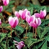 Cyclamen Bulbs - Collection