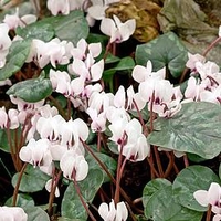 Cyclamen Bulbs - coum Album