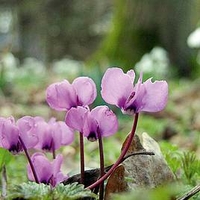 Cyclamen Bulbs - Coum