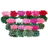 Cyclamen Halios Plant - Winter Mix