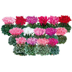 Cyclamen Halios Plant - Winter Mix