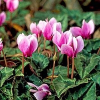 Cyclamen Hederifolium Bulbs