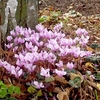 Cyclamen hederifolium Plants