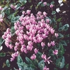 Cyclamen hederifolium Seeds - Winter Cheer