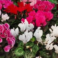 Cyclamen Persicum Super Serie Carino