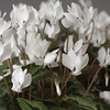 Cyclamen Plant - Amaze Me White
