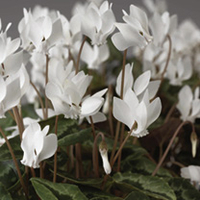 Cyclamen Plant - Amaze Me White