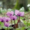 Cyclamen Plant - Coum