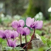 Cyclamen Plant - Coum