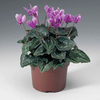 Cyclamen Plants - Amaze Me Twin Pack