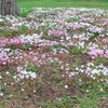 Cyclamen Plants - Hardy Collection