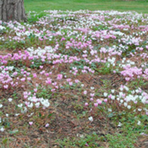 Cyclamen Plants - Hardy Collection