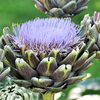 Cynara scolymus Plant