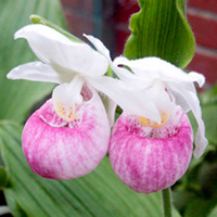 Cypripedium Reginae Plants