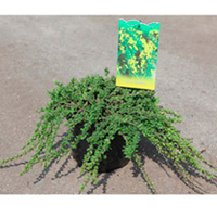 Cytisus decumbens Plant