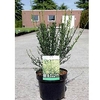 Cytisus 