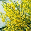 Cytisus Plant - All Gold