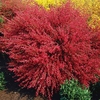 Cytisus Plant - Boskoop Ruby