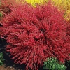Cytisus Plant - Boskoop Ruby