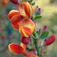 Cytisus Plant - Lena