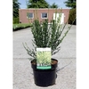 Cytisus Plant - Luna