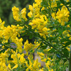Cytisus Plant - Porlock
