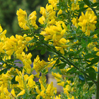 Cytisus Plant - Porlock