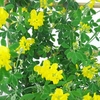 Cytisus Porlock