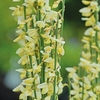 Cytisus Praecox