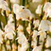 Cytisus praecox Plant - Albus