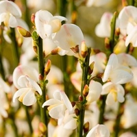 Cytisus praecox Plant - Albus
