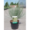 Cytisus praecox Plant