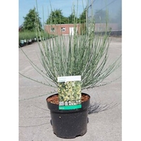 Cytisus praecox Plant