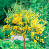 Cytisus racemosus Plant - Mini Standard