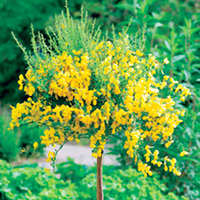 Cytisus racemosus Plants - Mini Standard