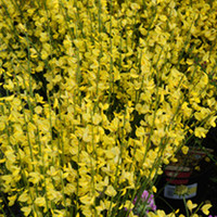 Cytisus x Praecox Plant - Allgold