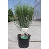 Cytisus Zeelandia Plant