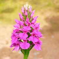 Dactylorhiza Elata (Orchid) Plant