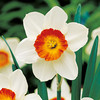 Daffodil Bulbs - Aflame