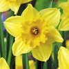 Daffodil Bulbs - Carlton
