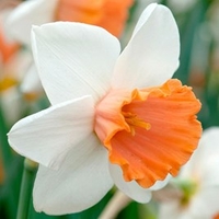Daffodil Bulbs - Chromacolour